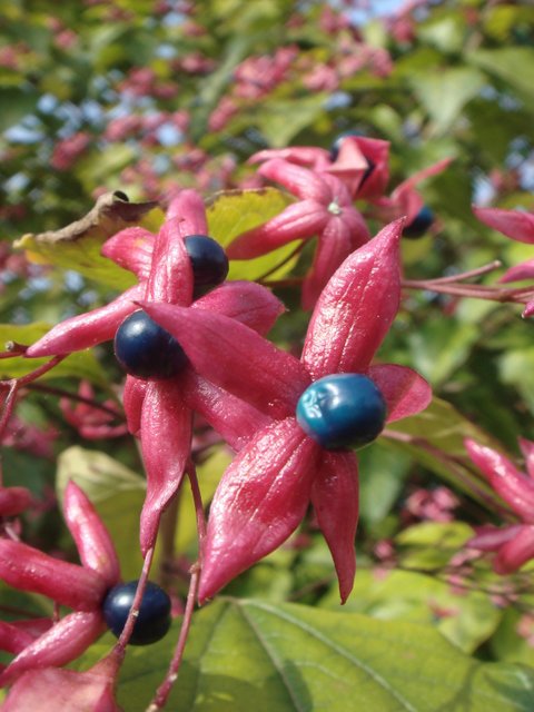 Clerodendron trichotomum calice et fruit